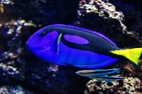 tropen-aquarium-hagenbeck_mfw13__015421
