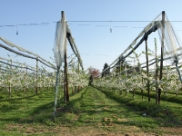 Rund ums Obst im Alten Land