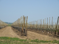Rund ums Obst im Alten Land