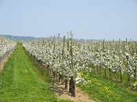 Das Alte Land