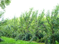 Rund ums Obst im Alten Land