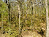 Hundeshagen
