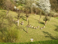 Hundeshagen