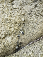 Kreidefelsen