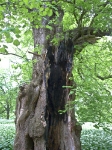 Putbus