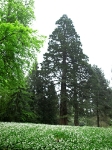 Putbus