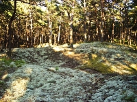 Rügen