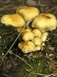 Insel Rügen