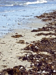 Rügen
