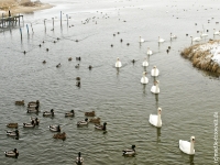 Insel Rügen