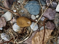 Insel Rügen