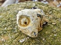 Insel Rügen