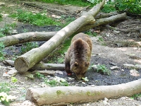 baerenpark_worbis_AA273361