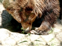 baerenpark_worbis_AA273487