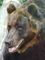 baerenpark_worbis_AA273534