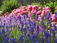 Rosen und Lavendel_P7029623