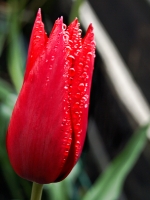rote Tulpe mit Tautropfen_AA130289