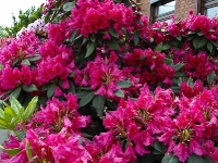 weinroter Rhododendron _5228605
