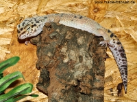 leopardgecko_7