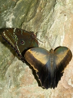 Natur