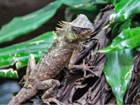 tropen-aquarium-hagenbeck_mfw13__015052