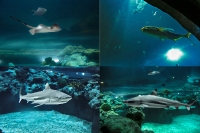 tropen-aquarium-hagenbeck_mfw13__015216coll