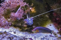 tropen-aquarium-hagenbeck_mfw13__015344