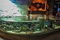tropen-aquarium-hagenbeck_mfw13__015385