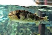 Tropen Aquarium Hagenbeck
