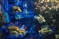 tropen-aquarium-hagenbeck_mfw13__015446coll