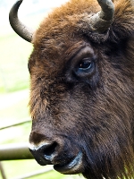 wisent_A030826