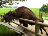 wisent_PA036906