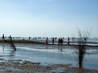 Nordsee Main