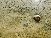 Nordsee Main