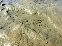 Nordsee Main