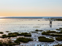 Nordsee Main