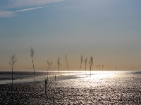 Nordsee Main