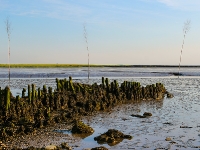 Nordsee Main