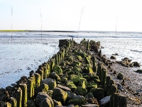 Nordsee Main