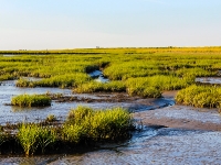 Nordsee Main