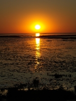 Nordsee Main