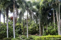Koh Samui