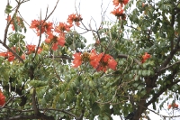 Kanaren